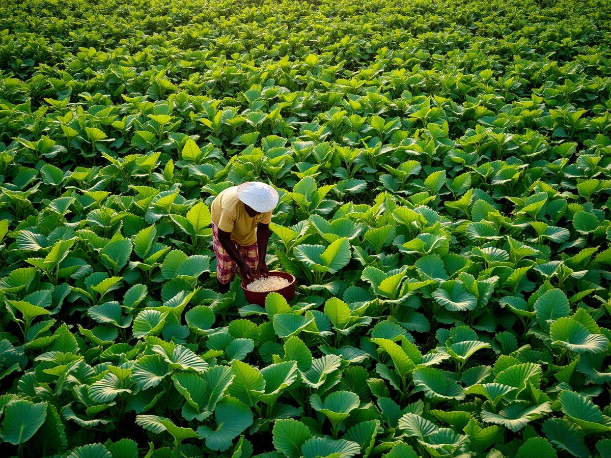 Agricultural Revolution